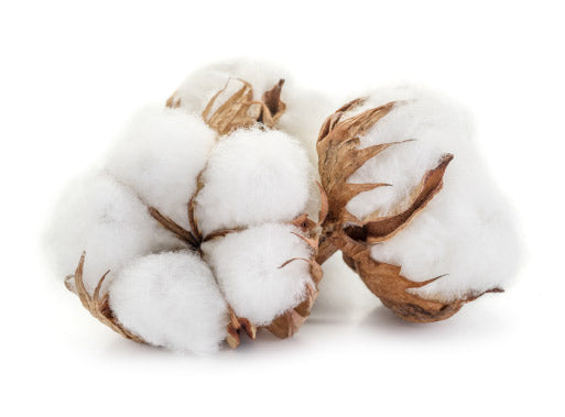 Cotton Plant 